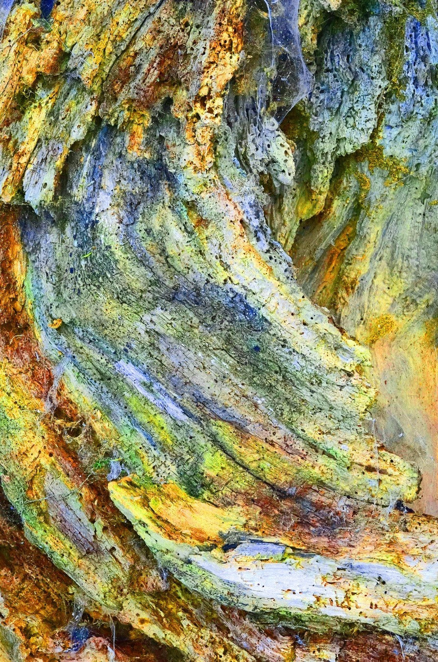 Ralf Sempf Farbexplosionen 2/3, abstraktes Kunstfoto zerborstener Ast, Gelb-Grün-Blau-Variation