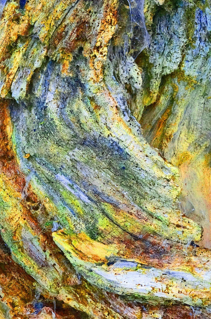 Ralf Sempf Farbexplosionen 2/3, abstraktes Kunstfoto zerborstener Ast, Gelb-Grün-Blau-Variation