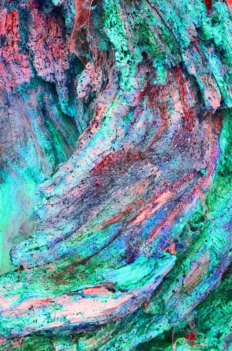 Ralf Sempf Farbexplosionen 3/3, abstraktes Kunstfoto zerborstener Ast, Pink-Türkis-Rot-Variation