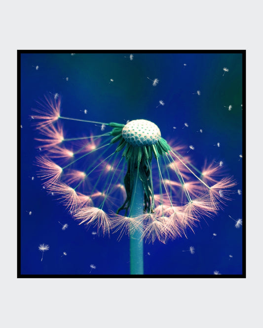 Ralf Sempf Pusteblume, surrealistische Fotokunst, Löwenzahn mit leuchtenden Samen vor tiefblauem Hintergrund