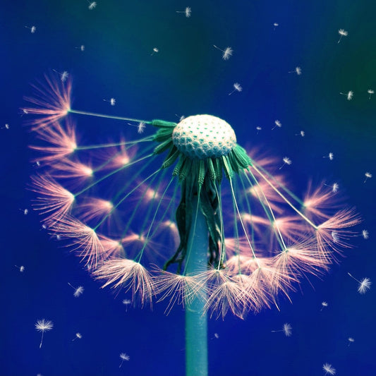 Ralf Sempf Pusteblume, surrealistische Fotokunst, Löwenzahn mit leuchtenden Samen vor tiefblauem Hintergrund