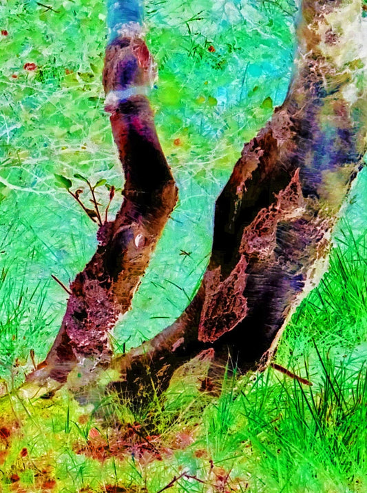 Ralf Sempf Birkenstämme, abstrahierte Naturfotografie, Bäume in leuchtenden Grün- und Türkistönen, verträumte Szene