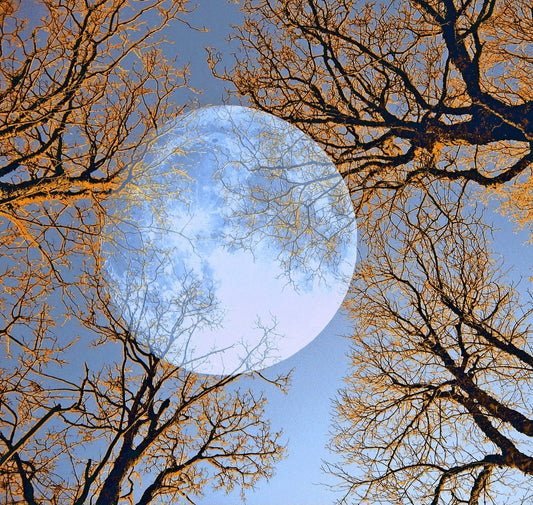 Ralf Sempf Vollmond, surrealistische Fotomontage, Doppelbelichtung, Blick durch orange-braune Baumwipfel auf einen riesigen blauen Mond