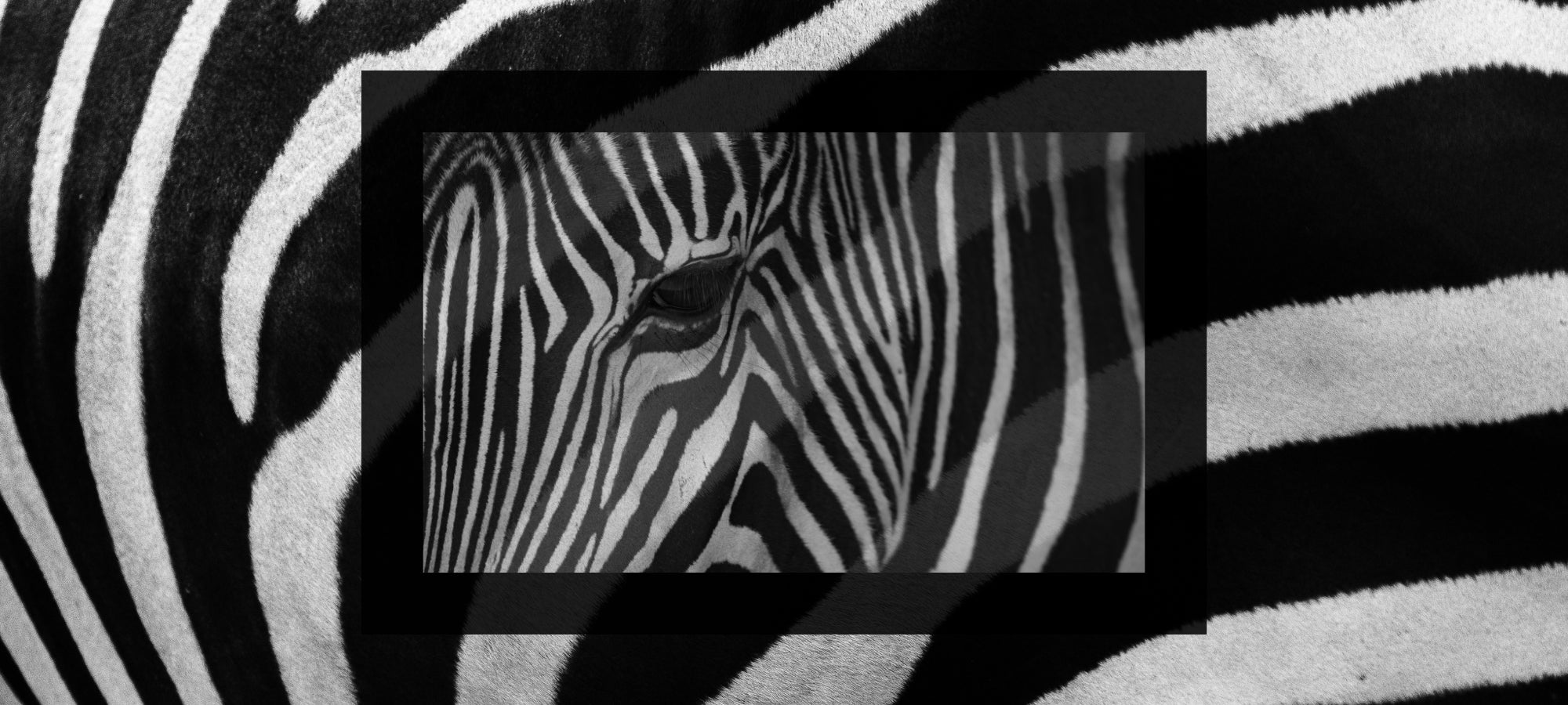Schwarz-weiß Fotografie eines Zebras: Im Hintergrund großflächig das gestreifte Fell, im Vordergrund ein rechteckiges Overlay mit dem Nahblick auf Auge und Kopfpartie – spannendes Spiel aus Linien, Mustern und Kontrasten.